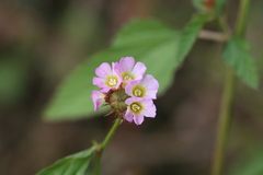 Melochia corchorifolia